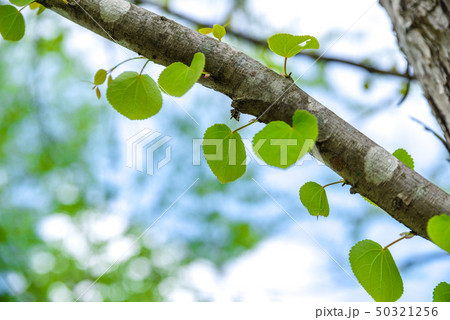 新緑・eco 新緑・eco 50321256