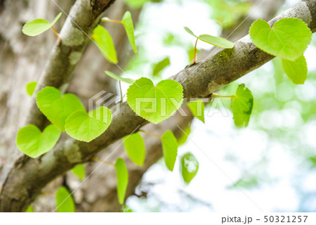 新緑・eco 50321257