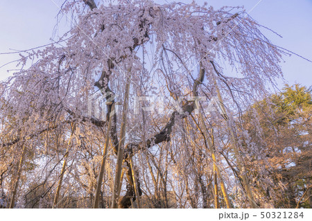 市川真間 弘法寺 50321284