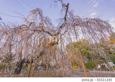 市川真間 弘法寺 市川真間 弘法寺 50321285