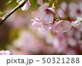 桜 50321288