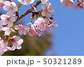 桜 50321289
