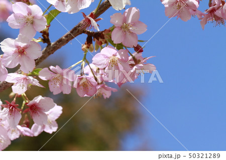 桜 50321289