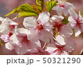 桜 50321290