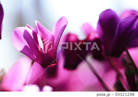 シクラメン セレナーディア の写真素材