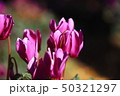 シクラメン“セレナーディア” 50321297