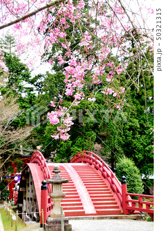丹生都比売神社　シダレザクラと輪橋 50321315