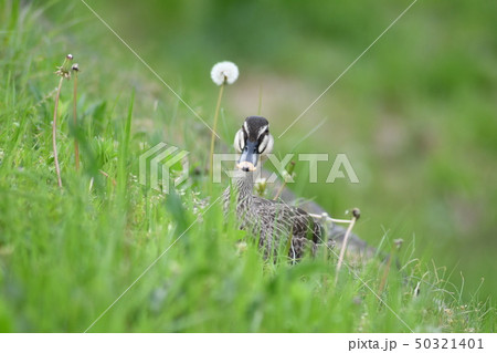 タンポポと鴨 50321401