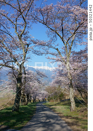 鵜山の桜並木：大天井岳　　　北安曇郡池田町 50321442
