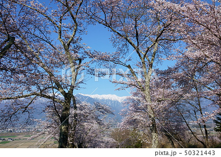 鵜山の桜並木:大天井岳 北安曇郡池田町 鵜山の桜並木:大天井岳 北安曇郡池田町 50321443