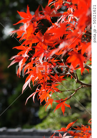 鳥取 四季の散歩 秋 紅葉 豊乗寺 鳥取 四季の散歩 秋 紅葉 豊乗寺 50321621