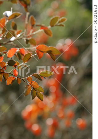 鳥取　四季の散歩　秋　紅葉　豊乗寺 50321623