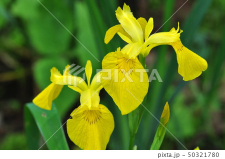 キショウブ キショウブ 50321780