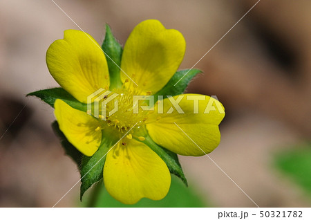 キジムシロ 50321782