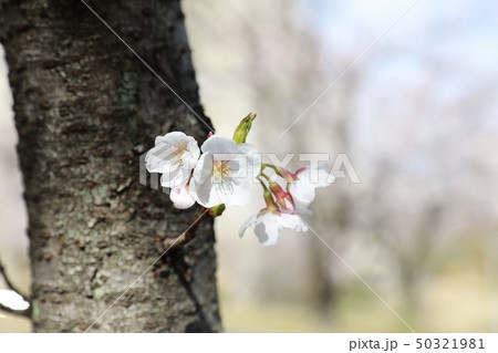 さくら さくら 50321981