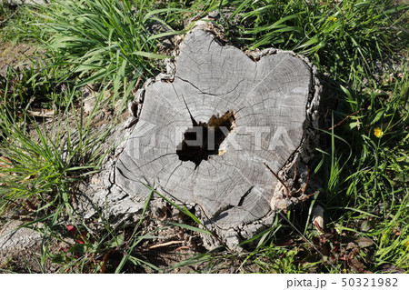 切り株 切り株 50321982