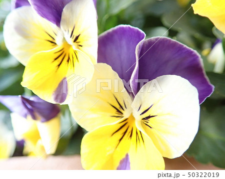 パンジー 50322019