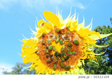 コアオハナムグリの集団とヒマワリの花 コアオハナムグリの集団とヒマワリの花 50322109