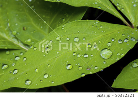 山芍薬、雨の後で Paeonia Japonica after rain 山芍薬、雨の後で Paeonia Japonica after rain 50322221