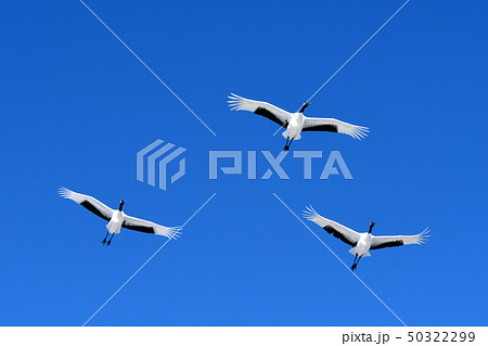青空を飛翔するタンチョウ 50322299