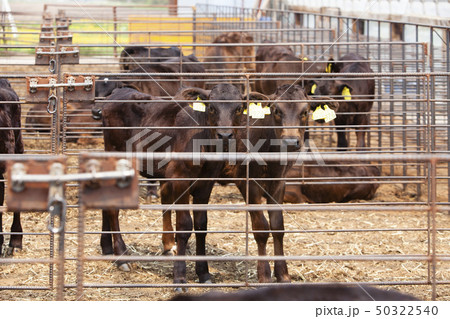 牛舎の子牛 牛舎の子牛 50322540