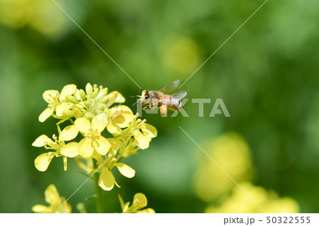 菜の花に蜜蜂 菜の花に蜜蜂 50322555