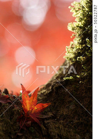 鳥取　四季の散歩　秋　紅葉　豊乗寺 50322787