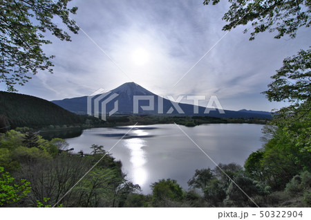 春うららかな絶景富士（田貫湖） 50322904