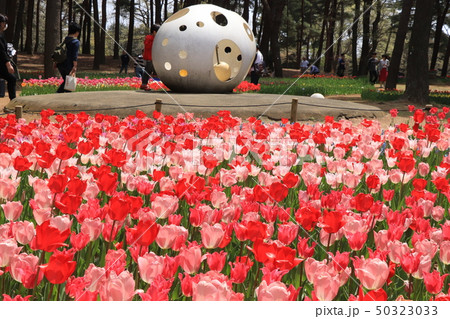 ひたち海浜公園のチューリップ畑 50323033