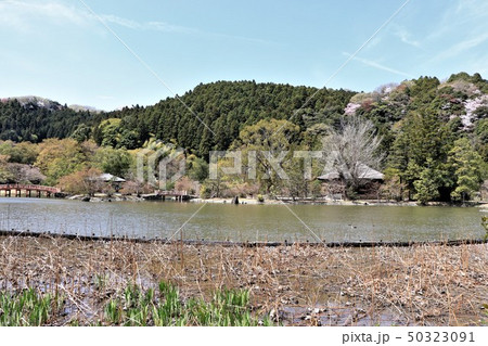 白水阿弥陀堂（浄土庭園） 50323091