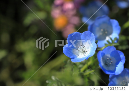 ネモフィラ 50323182