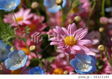 ネモフィラ 50323184