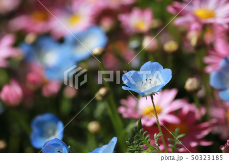 ネモフィラ 50323185