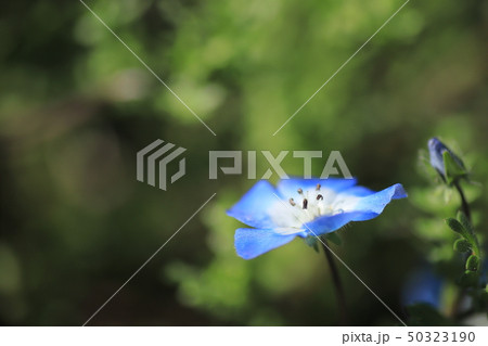 ネモフィラ 50323190