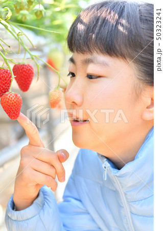 イチゴ狩りを楽しむ女の子 50323241