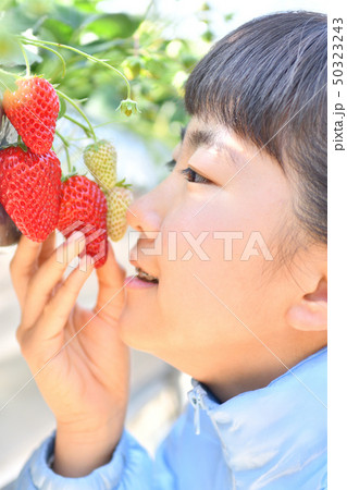 イチゴ狩りを楽しむ女の子 イチゴ狩りを楽しむ女の子 50323243