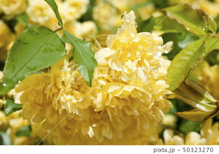 木香薔薇、雨の後 Banksia Rose after rain 木香薔薇、雨の後 Banksia Rose after rain 50323270
