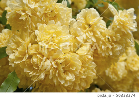 木香薔薇、雨の後　Banksia Rose after rain　 50323274