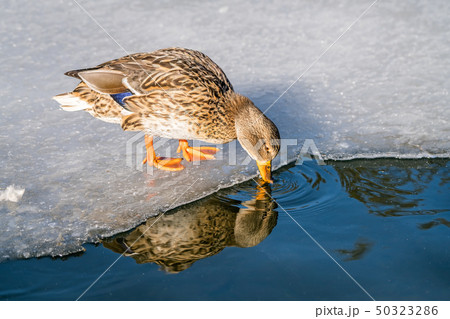 Mallard duck drinking cold water from pond in 50323286