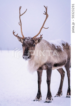 Portrait of a reindeer with massive antlers Portrait of a reindeer with massive antlers 50323291
