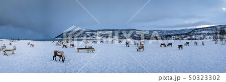 Panorama of mountain winter landscape with 50323302