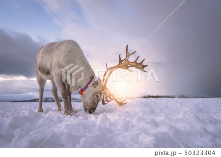 Reindeer digging in snow in search of food 50323304