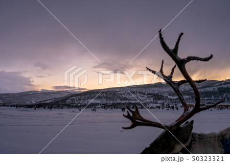 Wandering reindeer antlers and winter snowy Wandering reindeer antlers and winter snowy 50323321