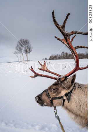 Portrait of a reindeer with massive antlers Portrait of a reindeer with massive antlers 50323323