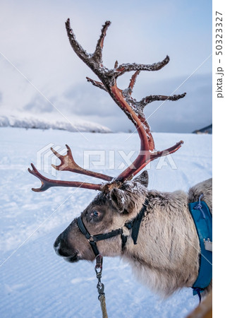 Portrait of a reindeer with massive antlers 50323327