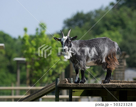 Black goat standing on a wooden platform 50323328