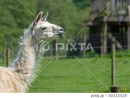 White llama in front of its barn 50323329