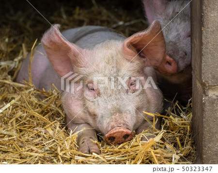 Pig sleeping in a barn 50323347