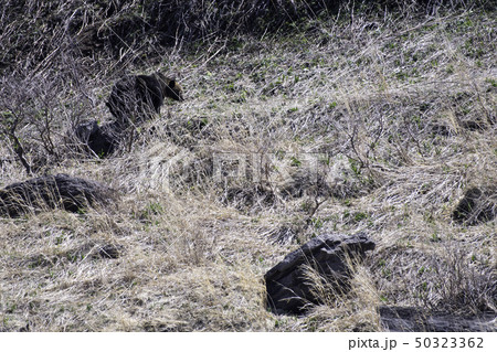 ヒグマ　知床半島 50323362