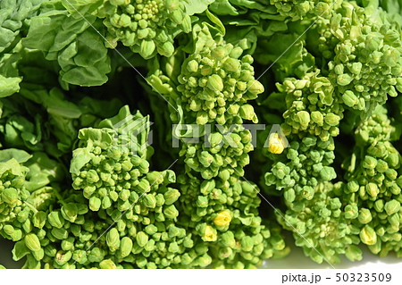 なばな（菜花） 50323509